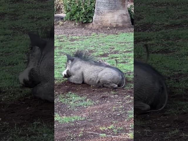 The real-life Pumbaa and Timon!!  #warthogs  #meerkat  #funnyanimals  #cuteanimals  #farmlife