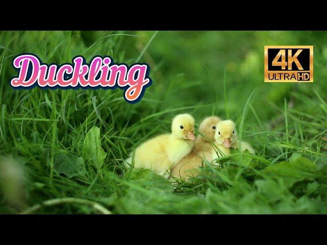 Cute Duckling - A Funny Duck Videos Compilation 4K