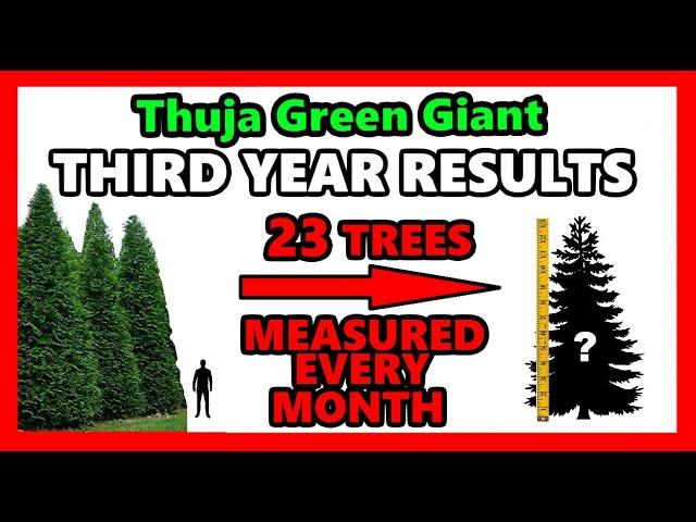 Thuja Green Giant Tree Review | THIRD YEAR GROWTH DATA | Arborvitae Evergreen Fast Privacy Results