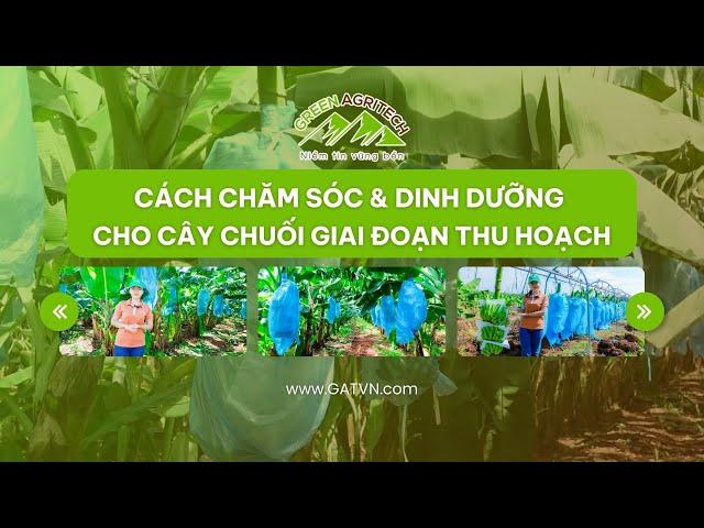 Cách chăm sóc & dinh dưỡng cho cây chuối giai đoạn Thu hoạch | Green Agritech