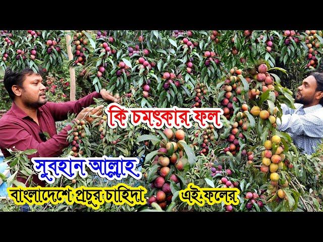 ছোট্ট গাছে থোকা থোকা ফল ঝুলছে কি চমৎকার | এই ফল জমিতে লাগানোর পাশাপাশি ছাদে করুন চাষ | Aloo Bukhara