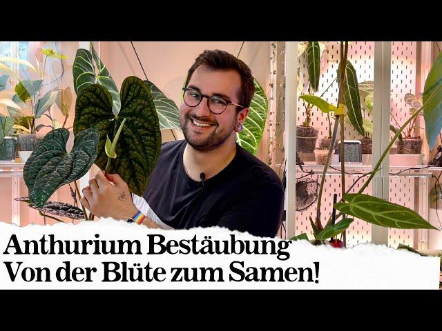 Anthurium Vermehrung via Bestäubung!  Wie man Anthurien kreuzt!