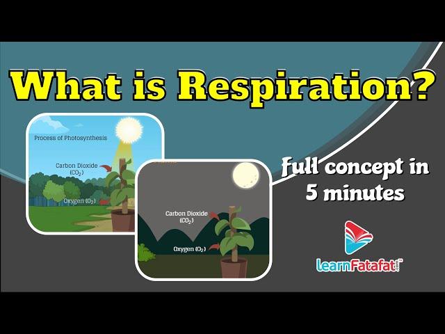 What is Respiration? | Class 10 Life Processes - LearnFatafat