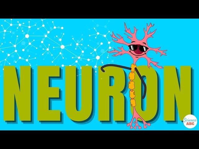 What Are Neurons and How Do They Work?
