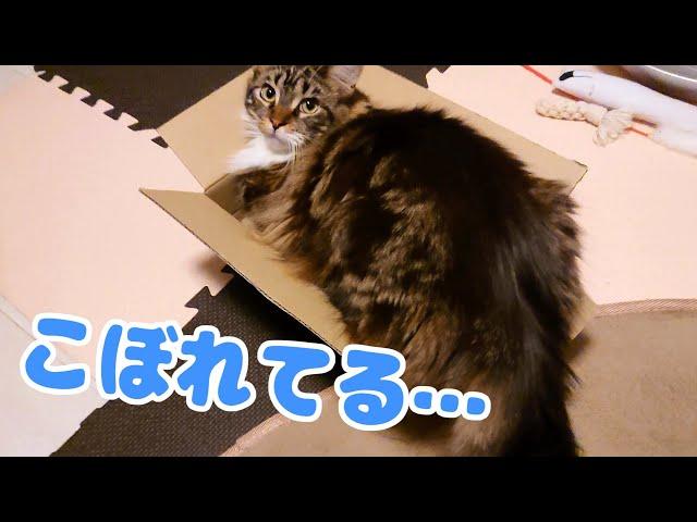 箱からこぼれてる猫【メインクーン】