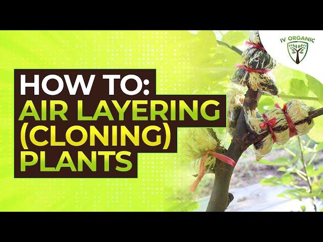 How (& When) to CLONE PLANTS |  AIRLAYERING