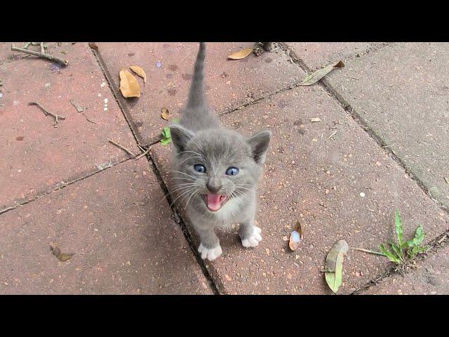 Stray kittens invaded my backyard 