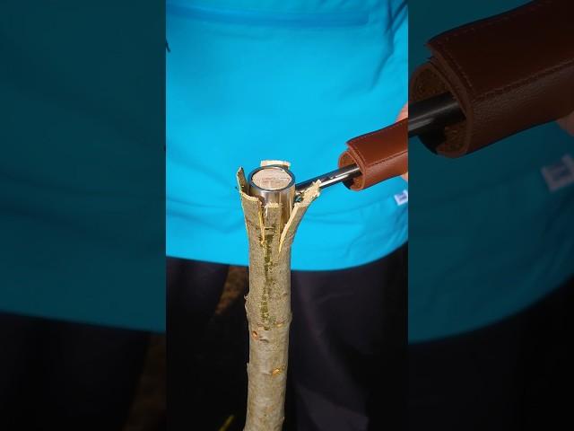 GREAT Bushcraft connection! #lifehacks #survival #camping