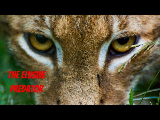 Eurasian Lynx | Unveiling The Secrets of this Majestic Predator #wildlife #nature #animals #lynx