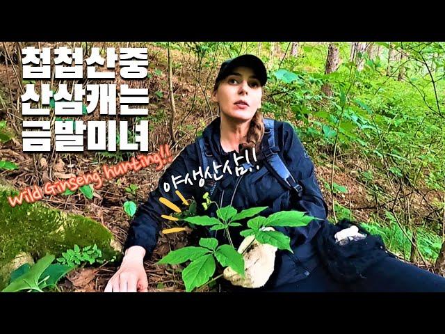 Korean Wild Ginseng hunting! found a 10years old wild ginseng on Korean Mountain