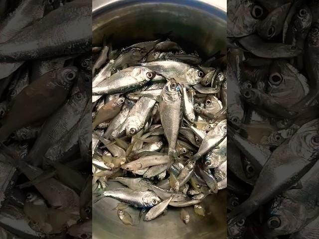 easy choto macher recipe #shorts #shortsfeed #viral #cooking #food #bangali #ytshorts