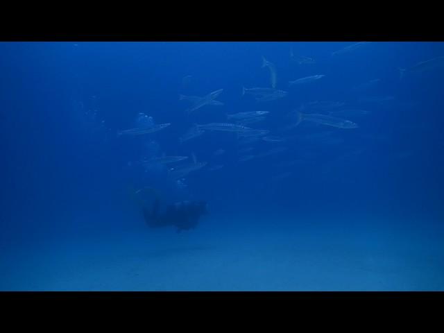 #170123 #Okinawa #Diving #Swirling of a school of Taiwan Barracuda