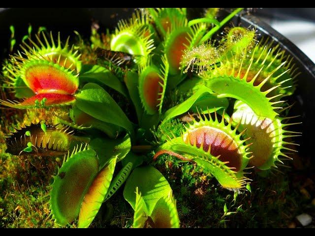 Carnivorous Plants