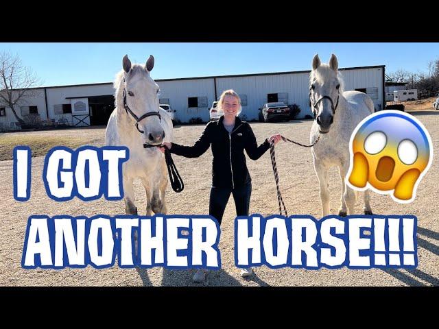 I GOT A NEW HORSE?! CATCHER'S RETIRED?! BARN VLOG!!!