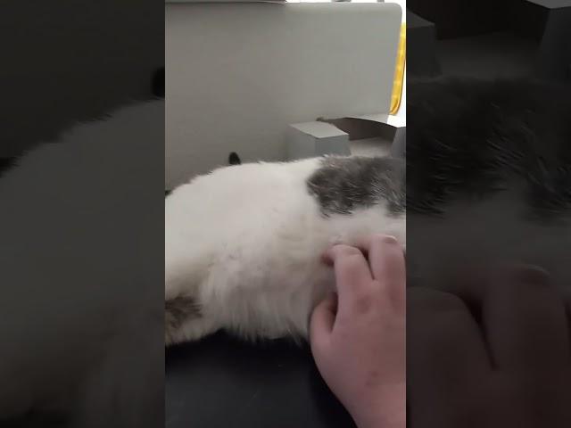 Frosty the Cat took over the stream
