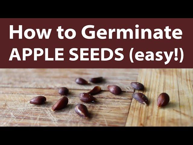 How to Germinate Apple Seeds Quick and Easy (TCEG Episode 4) (Day 12 of 30)