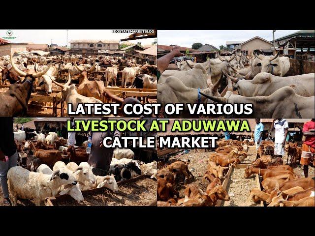 LATEST COST OF VARIOUS LIVESTOCK COW GOAT RAM NATIVE GOAT AT ADUWAWA CATTLE MARKET IN BENIN CITY