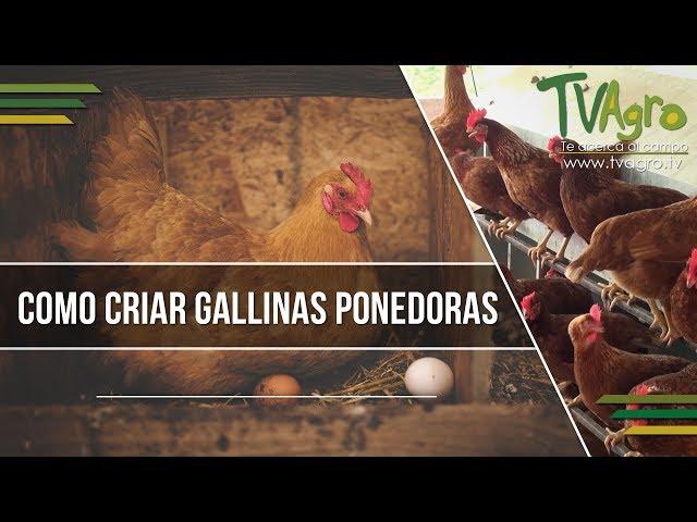 Como Criar Gallinas Ponedoras - TvAgro por Juan Gonzalo Angel