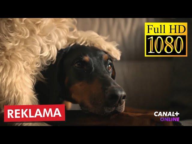 CANAL+ ONLINE Reklama Polska 05-2022