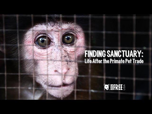 Finding Sanctuary: Life After the Primate Pet Trade | DOCUMENTARY