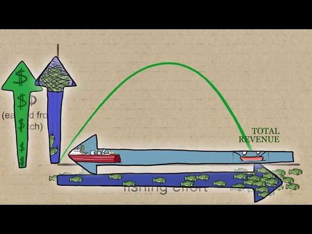 Fisheries Economics & Policy: Maximum Economic Yield