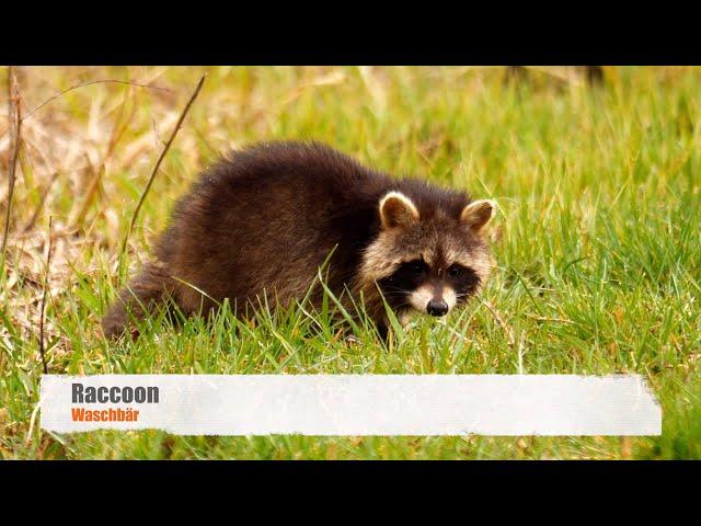 Raccoon (Procyon lotor)