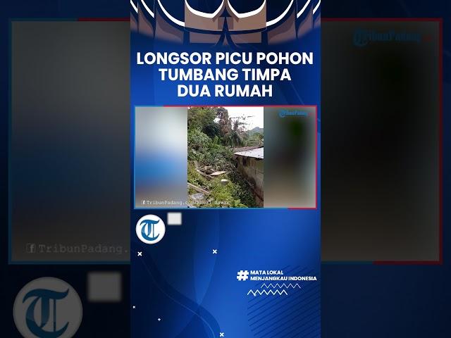 Longsor Picu Pohon Tumbang di Teluk Bayur, Timpa 2 Rumah, Terjadi saat Hujan Lebat Guyur Padang