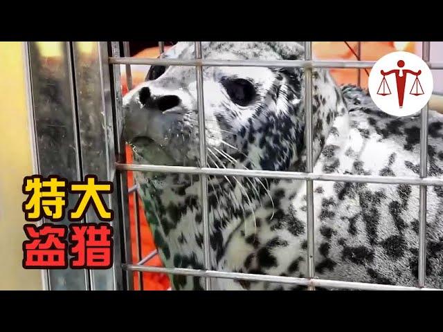 不法分子盗猎斑海豹，藏匿鹅棚内圈养虐待，为取海豹鞭残忍割其下体 | 法治深壹度