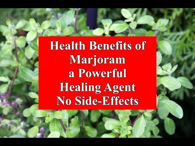 Health Benefits of Marjoram - a Powerful Healing Agent - No Side-Effects