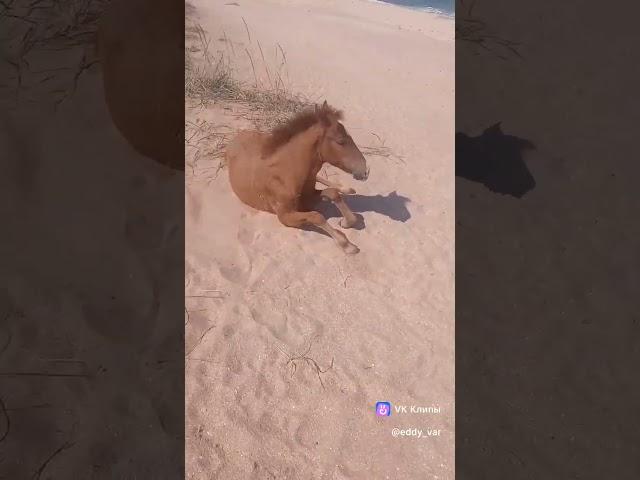 встреча с бесстрашным жеребцом #life #like #shorts #recommended #horse #лошадь #шортс