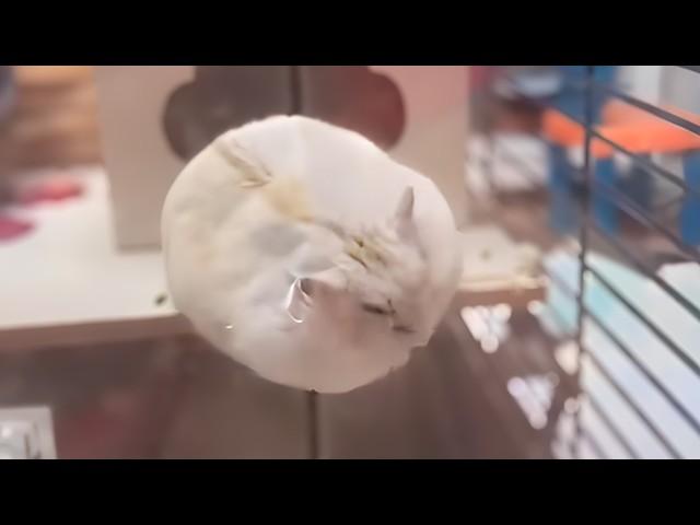 UNUSUAL MEMES COMPILATION V320