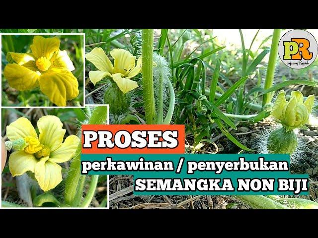 BUDIDAYA SEMANGKA | Cara mengawinkan semangka non biji