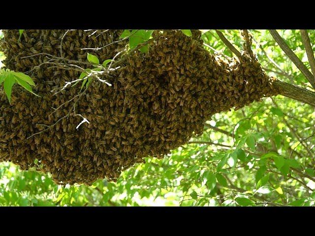 How to catch a HONEY BEE SWARM