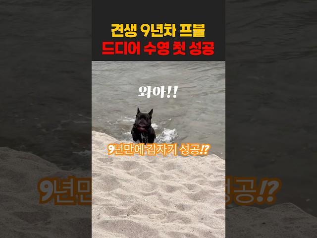 오래살고 볼일이네! 견생 9년만에 수영능력이 생겨버린 간장이️ 기특하고 장하다! #강아지 #애견영상 #반려견 #운동하는강아지 #오운완 #운동천재 #강아지여행 #강아지수영