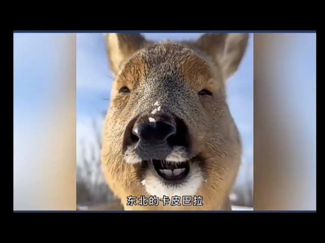 東北狍子究竟有多傻？How stupid is the Northeast Roe Deer?#香港#台灣#美國#日本#animals#funny#中国