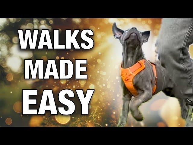 How to Train Any Dog to Heel in Minutes!