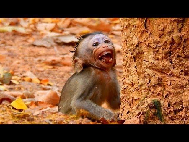 Breaking Heart- Pity baby monkey Alba terrified by bad mum Anna || Alba lost control cries seizure.