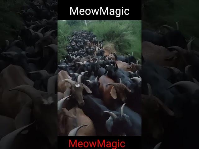 Goat loving #animals, @MeowMagic. #shorts