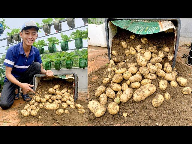 Growing Potatoes on the Terrace is very easy, lots of big and beautiful tubers