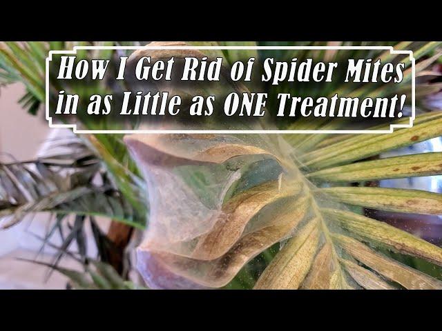 Long Lasting Spider Mite Solution! How to Get Rid of Spider Mites