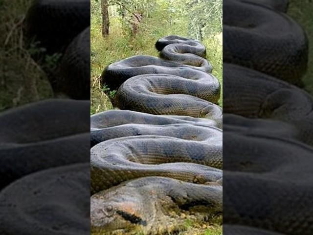 Largest Snake Of All Time 