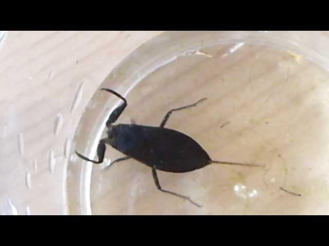 A Water Scorpion, from my pond.