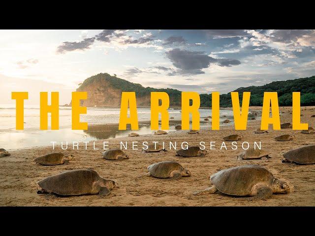 Turtle Nesting Documentary | The Arrival