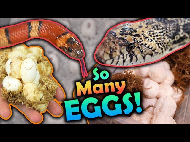 Our Kingsnake and Bullsnake Laid Eggs!