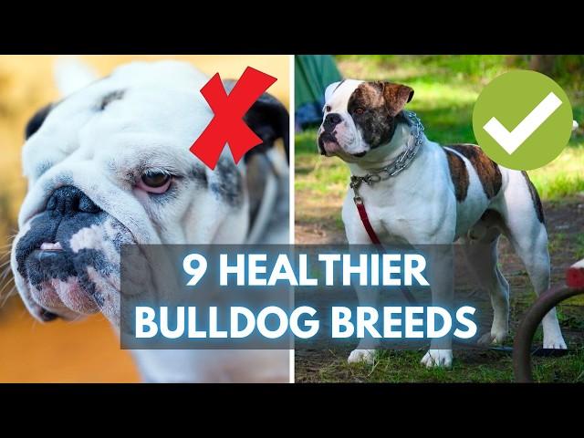 Looking for a Healthy Bulldog? Meet These 9 Fit Bulldog Breeds!