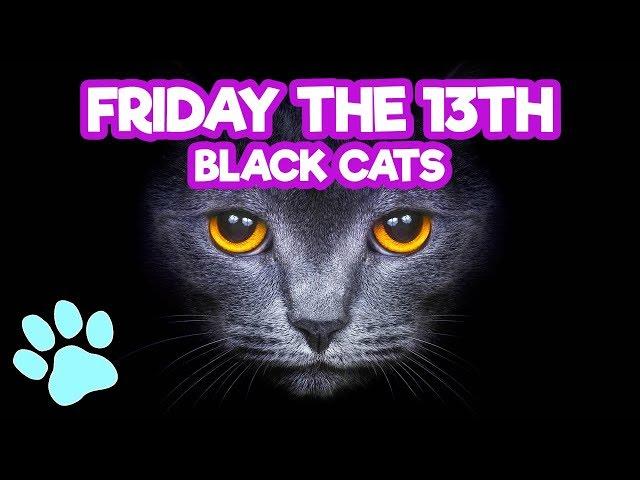 Friday the 13th Black Cats | Funny Cats Compilation | #thatpetlife