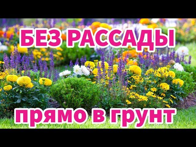 ЭТИ ЦВЕТЫ МОЖНО СЕЯТЬ СРАЗУ В ГРУНТ. Однолетники без рассады, цветущие все лето