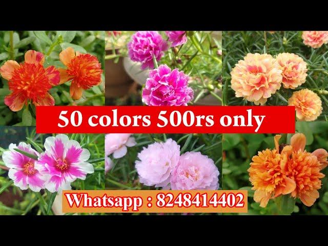 Portulaca Cuttings Available For Sale  -100 colors -Table rose - Pathumani - Whatsapp : 8248414402