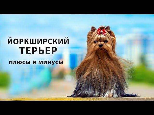 ЙОРКШИРСКИЙ ТЕРЬЕР. Плюсы и минусы породы собак йорик, йорк, Yorkshire Terrier