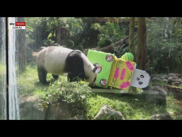 Giant panda celebrates 33rd birthday in Mexico City zoo